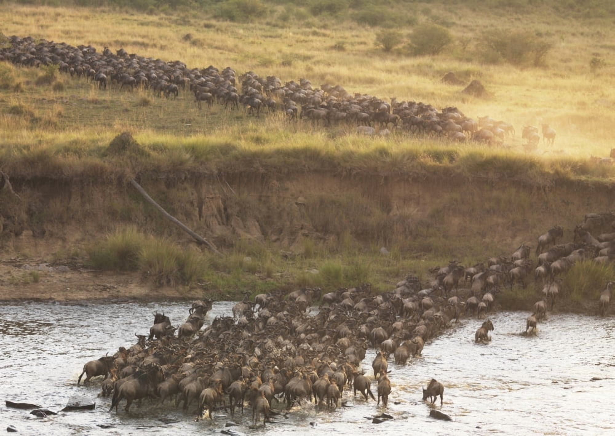 Wildebeest Kenya Africa Canvas Art - Keith Levit Design Pics (36 x 24)
