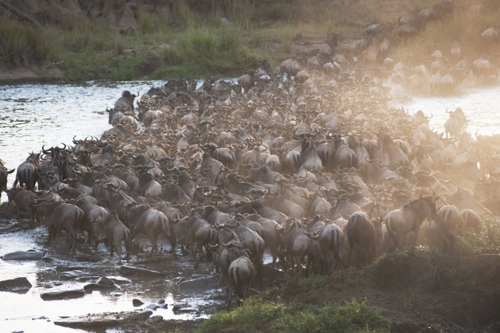 Wildebeest Kenya Africa Canvas Art - Keith Levit  Design Pics (36 x 24)