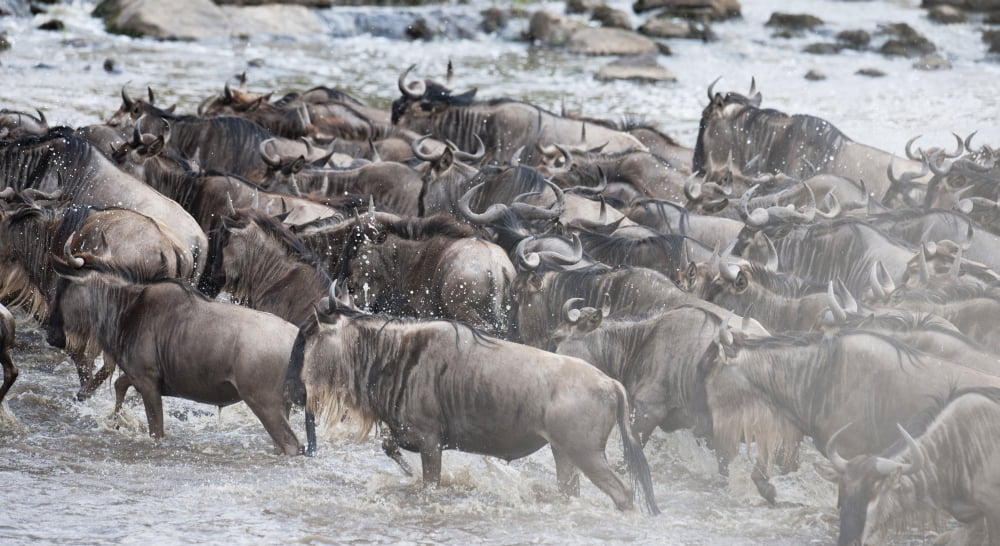 Wildebeest Kenya Africa Canvas Art - Keith Levit Design Pics (40 x 22)