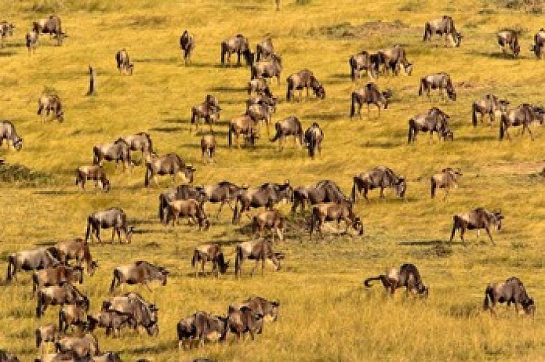 Wildebeest Migration Masai Mara Game Reserve Kenya Canvas Art - Adam Jones DanitaDelimont (35 x 23)
