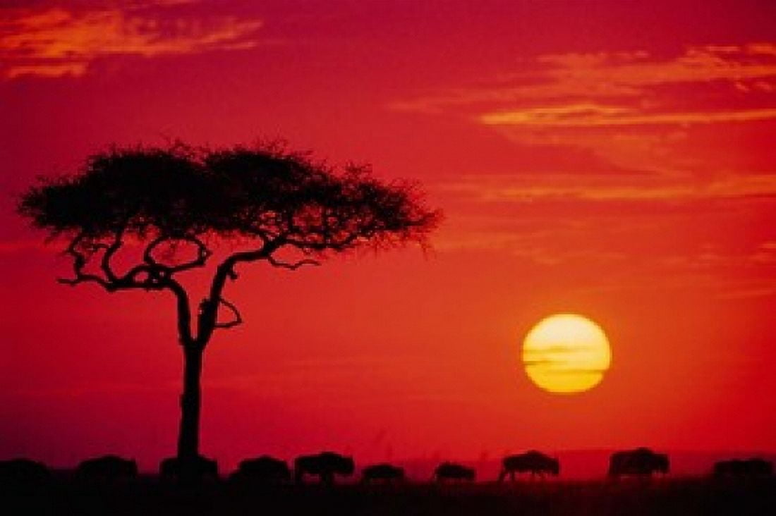 Wildebeest Migration Masai Mara Kenya Canvas Art - Dee Ann Pederson DanitaDelimont (34 x 23)