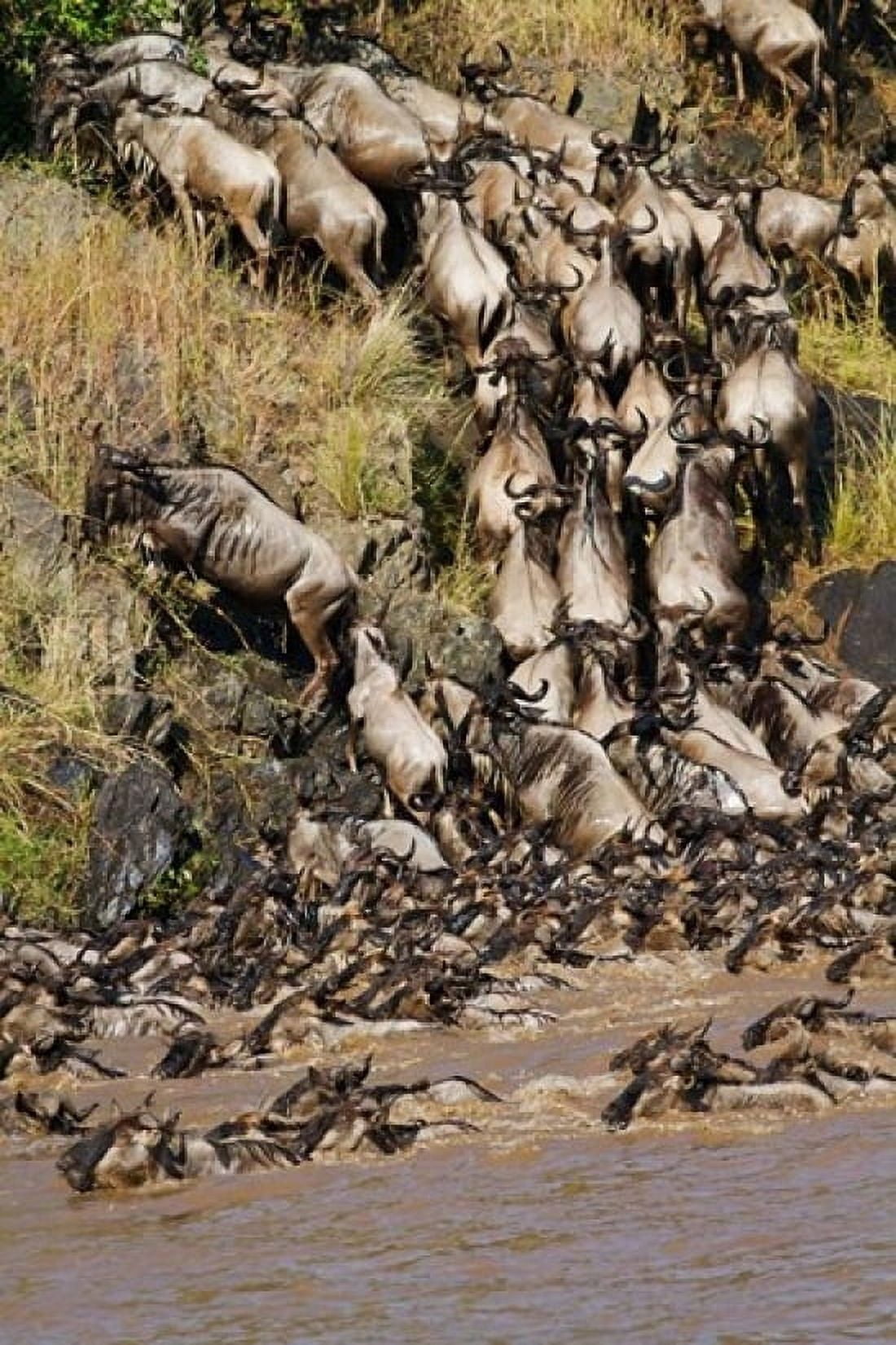 Wildebeest crossing river Mara Maasai Mara Wildlife Reserve Kenya Canvas Art - Jagdeep Rajput DanitaDelimont (12 x 17)