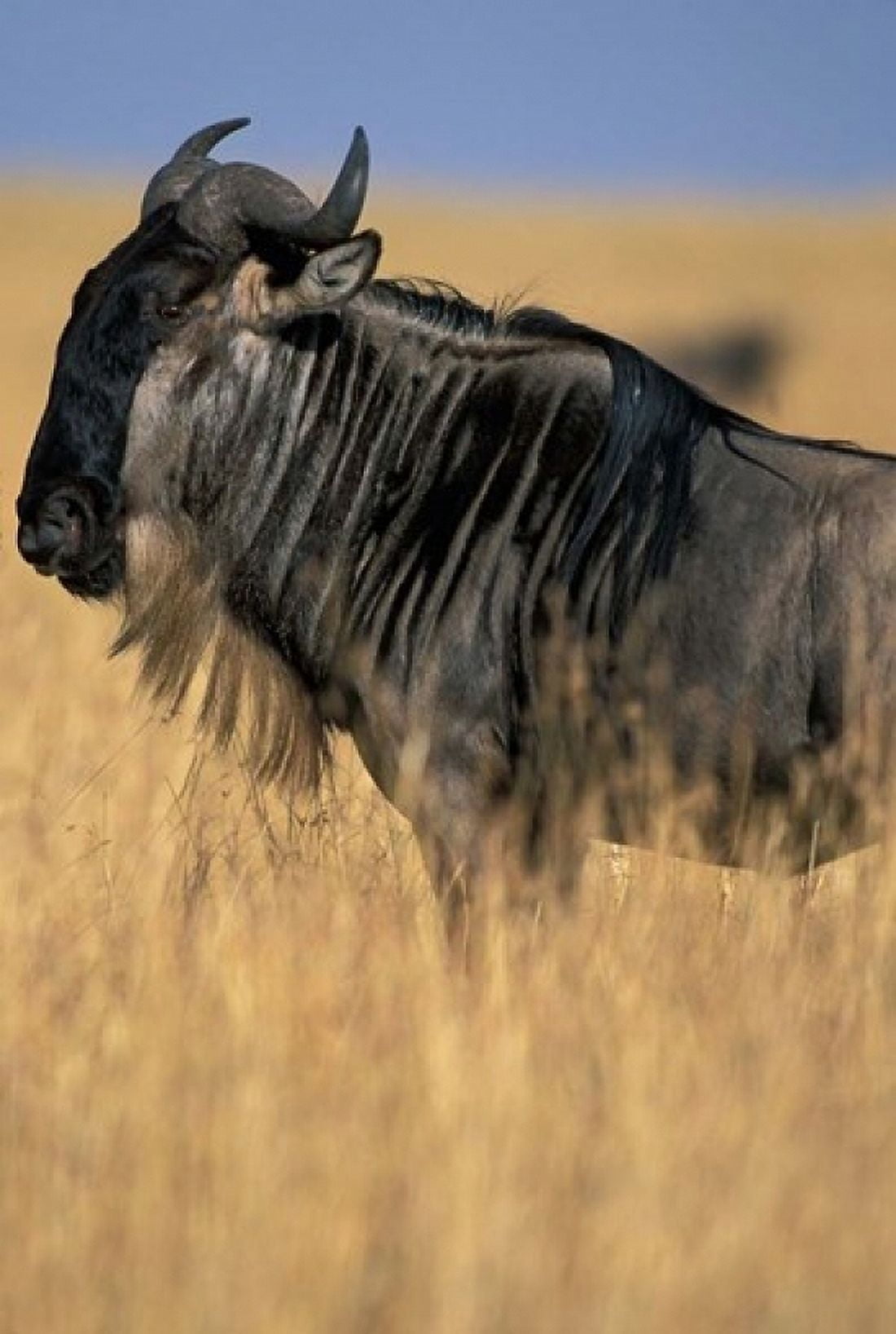 Wildebeest during Serengeti Migration Masai Mara Game Reserve Kenya Canvas Art - Paul Souders DanitaDelimont (12 x 17)