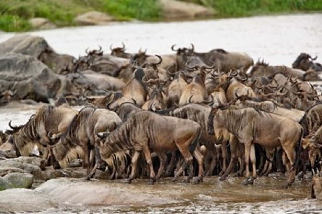 Wildebeest herd wildlife Serengeti NP Tanzania Canvas Art - Adam Jones DanitaDelimont (35 x 23)