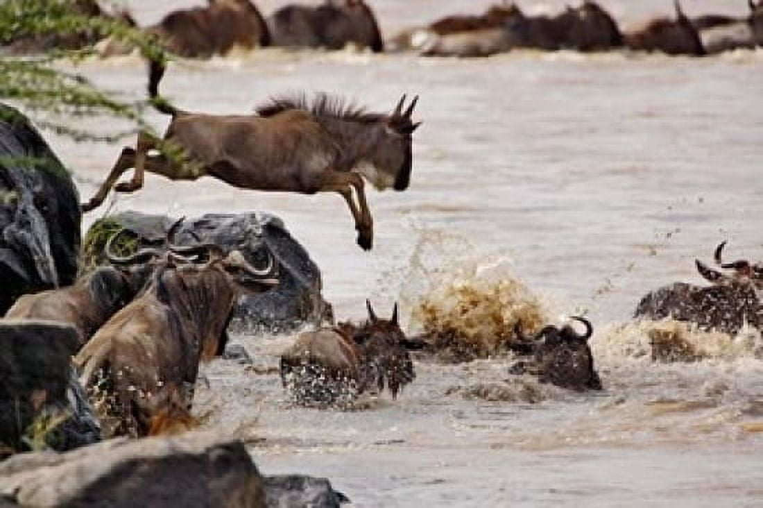 Wildebeest jumping into Mara River Masai Mara Game Reserve Kenya Canvas Art - Adam Jones DanitaDelimont (24 x 15)
