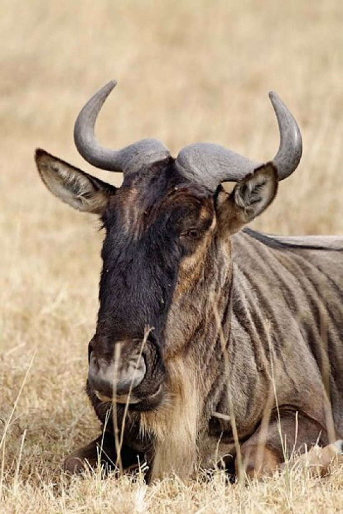 Wildebeest resting Ngorongoro Crater Tanzania Canvas Art - Adam Jones DanitaDelimont (11 x 17)