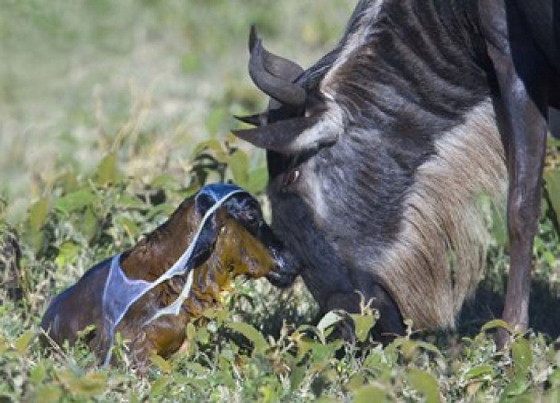 Wildebeest with its newborn calf lying on a field Ngorongoro Conservation Area Arusha Region Tanzania Canvas Art - Panoramic Images (16 x 12)