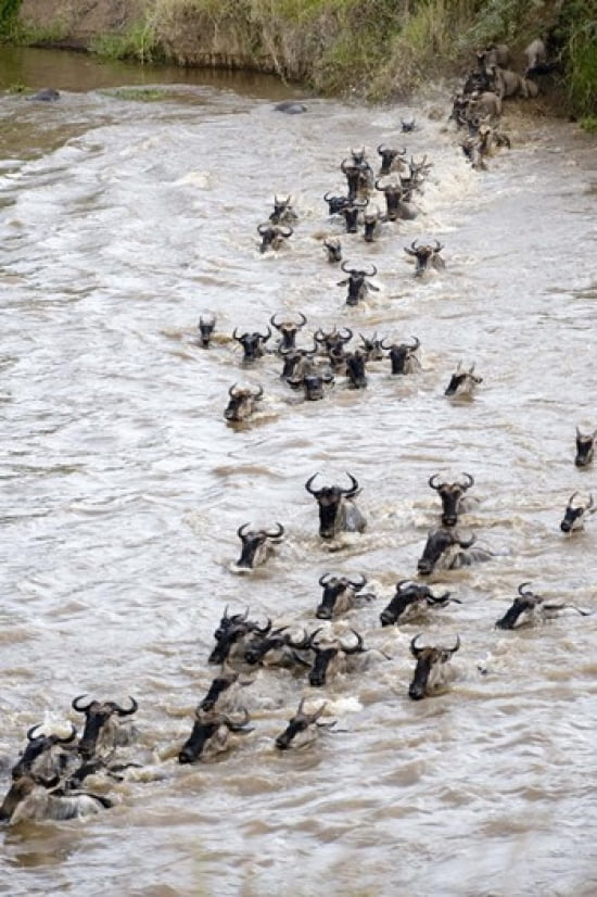 Wildebeests crossing a river Mara River Masai Mara National Reserve Kenya Canvas Art - Panoramic Images (16 x 24)
