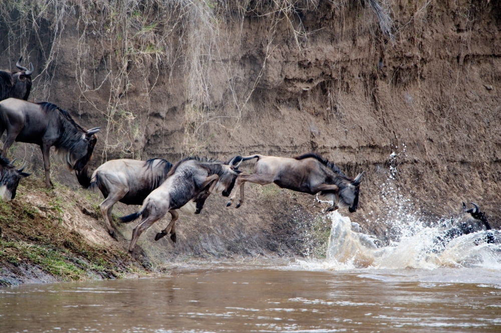 Wildebeests crossing a river Mara River Masai Mara National Reserve Kenya Canvas Art - Panoramic Images (36 x 12)
