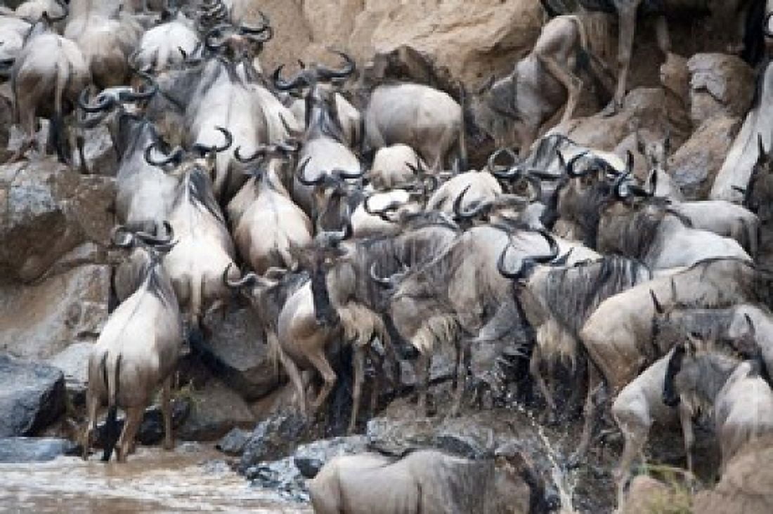 Wildebeests crossing a river Mara River Masai Mara National Reserve Kenya Canvas Art - Panoramic Images (36 x 24)