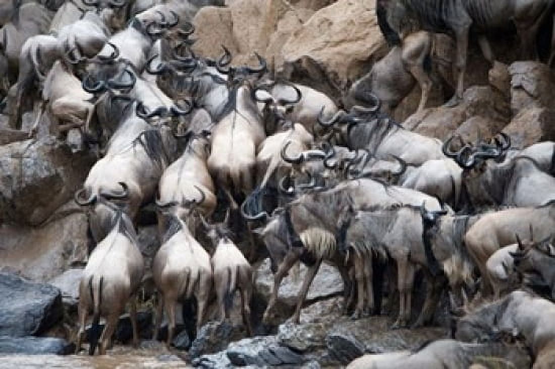 Wildebeests crossing a river Mara River Masai Mara National Reserve Kenya Canvas Art - Panoramic Images (36 x 24)