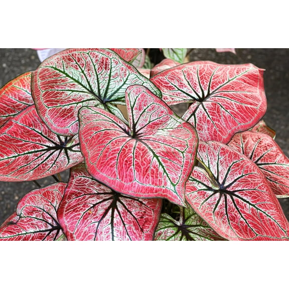 Wildfire Caladium Bulbs for Planting - Perennial Hosta, Elephant Ears, Fancy (20 Bulbs)