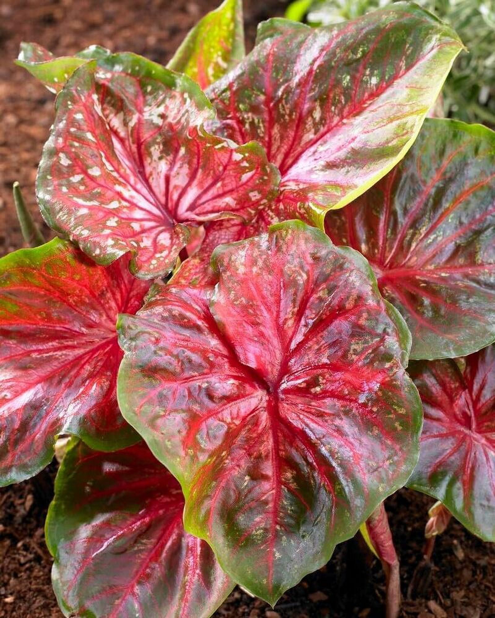 Wildfire Caladium Bulbs for Planting Perennial Hosta, Elephant Ears