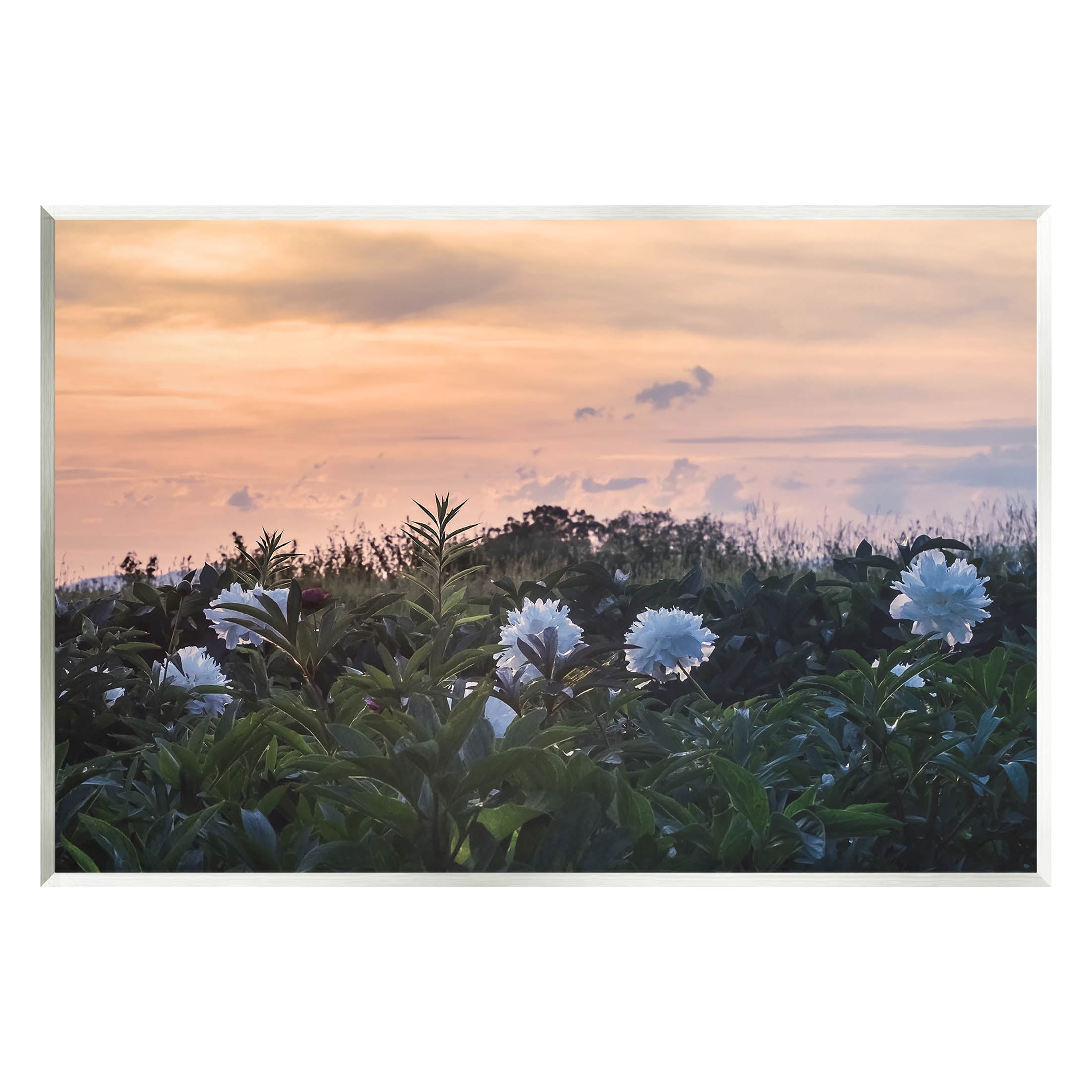 Wildflower Blossoms Sunset Sky Landscape Photograph Unframed Art Print Wall Art