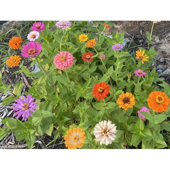 Sunshine Valley Garden 1500 Count Wildflower Flower Seed, Attract Bees