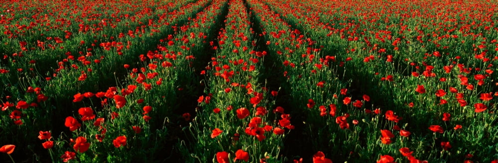 Wildflower Farm Fredericksburg Texas Canvas Art - Panoramic Images (27 x 9)