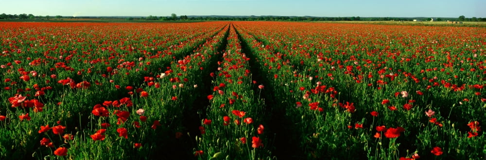 Wildflower Farm Fredericksburg Texas Canvas Art - Panoramic Images (27 x 9)