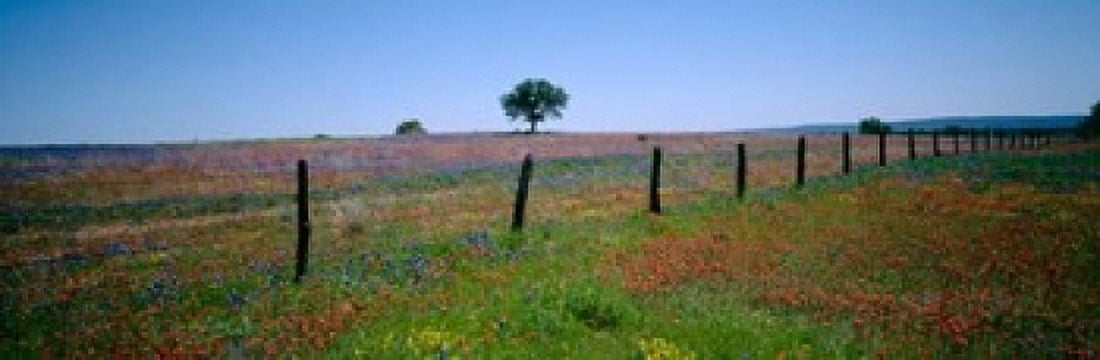 Wildflower Field Texas Canvas Art - Panoramic Images (37 x 12)