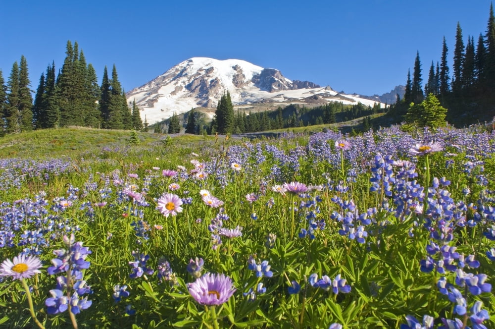 Wildflower Meadow Mount Rainier National Park Washington Usa Canvas Art - Dan Sherwood Design Pics (18 x 12)