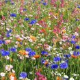 thumbnail image 1 of Wildflower Mix SPRING INTO SUMMER Blooms Flowers 44 Species Non-GMO 500+ Seeds!, 1 of 1