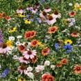 thumbnail image 1 of Wildflower Northeast Mix Seed, 1 of 1