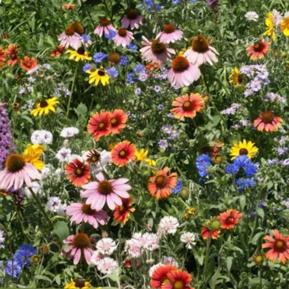 Wildflower Northeast Mix Seed