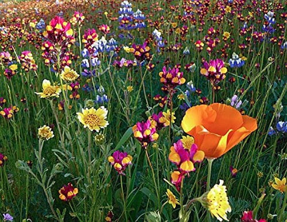 Wildflower Perennial Seed Mix for Full Sun, 600 Planting Seeds ...