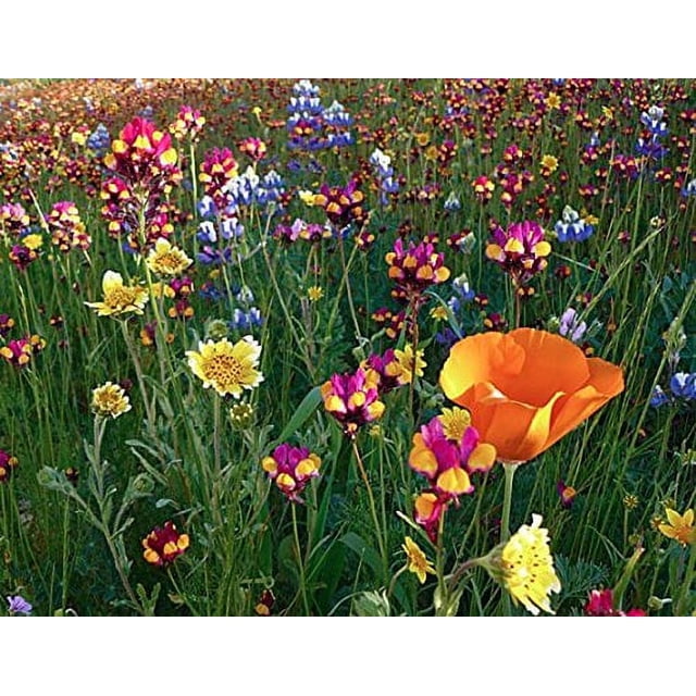 Wildflower Perennial Seed Mix for Full Sun, 600 Planting Seeds ...