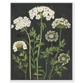 thumbnail image 1 of Wildflower Umbel II Canvas Print Farmhouse Art by Art Remedy, White Frame, 24 x 30, 1 of 6