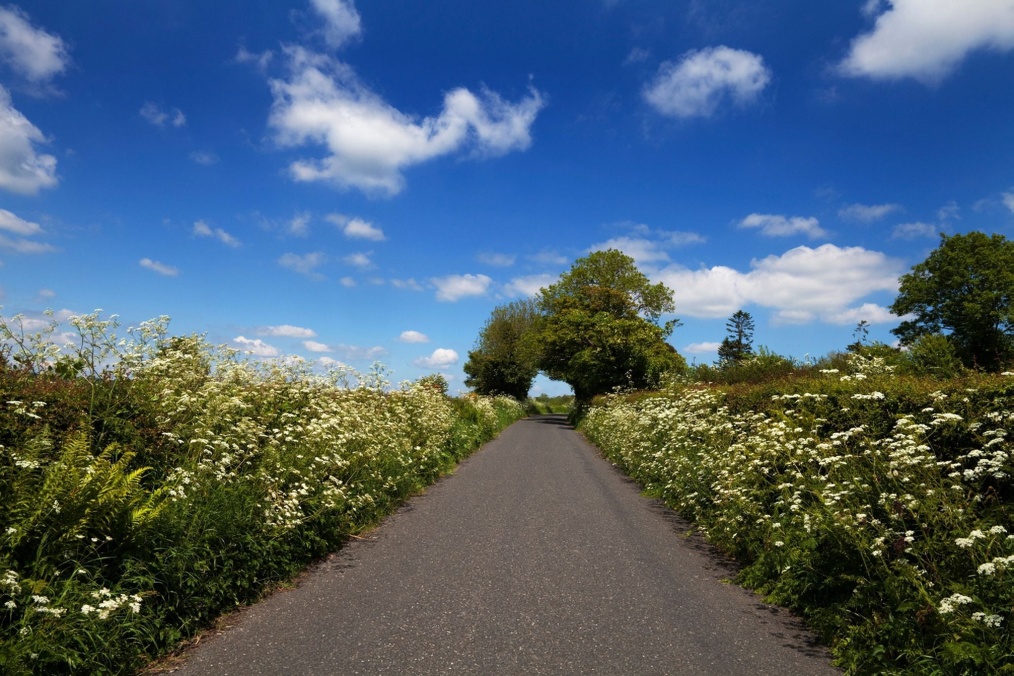 Wildflower lined country road Near Inistioge County Kilkenny Ireland Canvas Art - Panoramic Images (27 x 9)