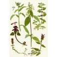 thumbnail image 1 of Wildflowers. 1. Bugloss 2. Red Deadnettle 3. Wild Thyme 4. Large flowered Hempnettle 5. Self heal 6. Corn Mint. Poster Print by Hilary Jane Morgan / Design Pics (22 x 34), 1 of 3