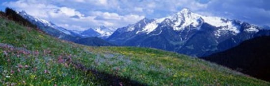 Wildflowers Along Mountainside Zillertaler Austria Canvas Art - Panoramic Images (36 x 12)