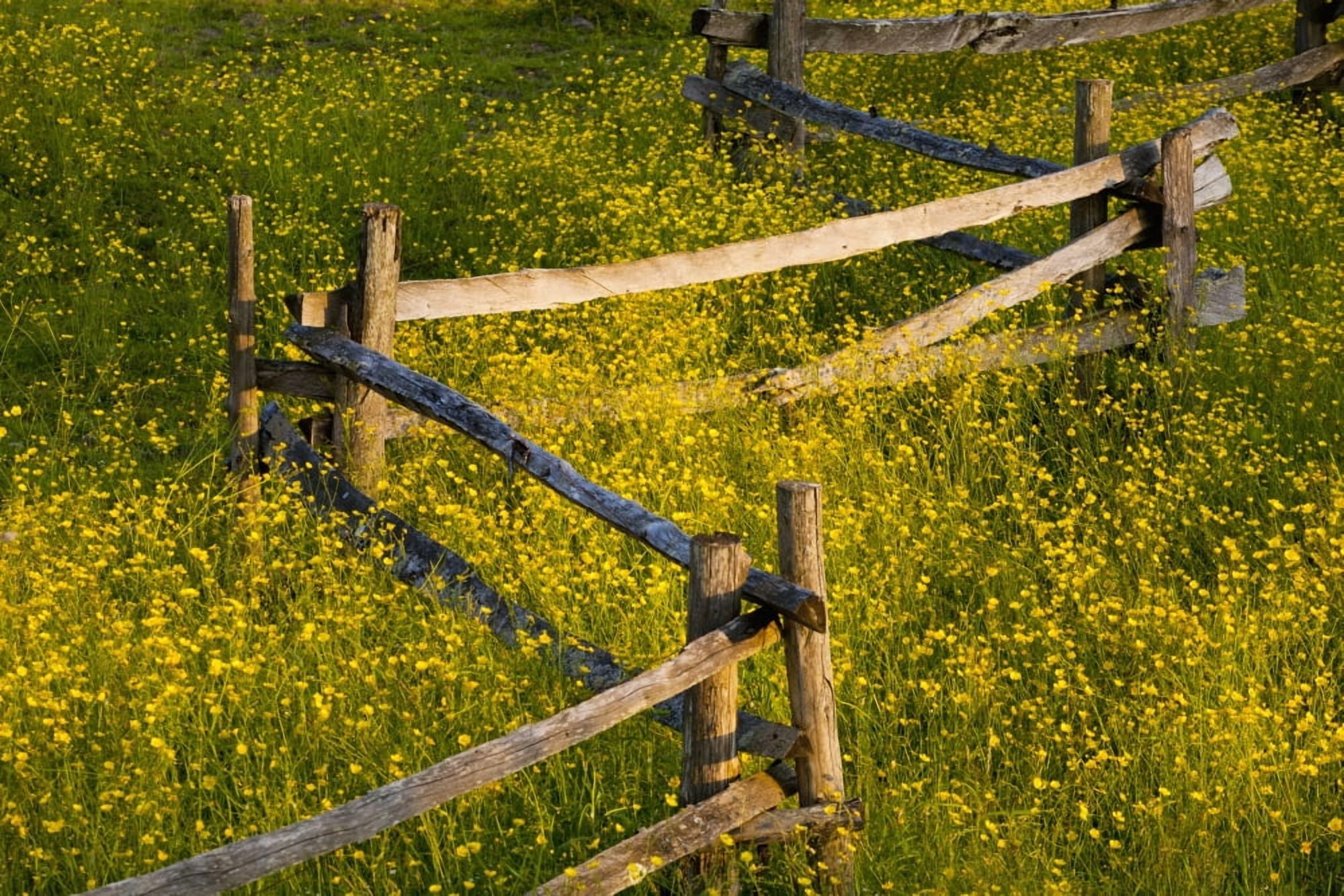 Wildflowers And A Wooden Fence At Sunset Fulford Quebec Canada Canvas Art - David Chapman Design Pics (38 x 24)