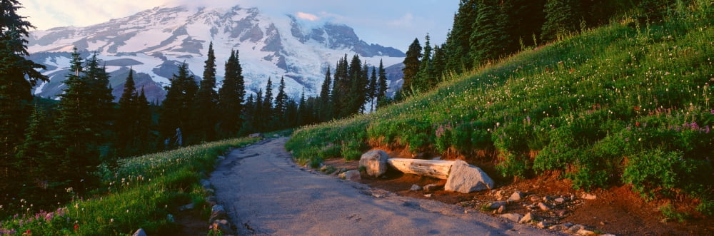 Wildflowers At Sunset Mount Rainier National Park Washington Canvas Art - Panoramic Images (36 x 12)