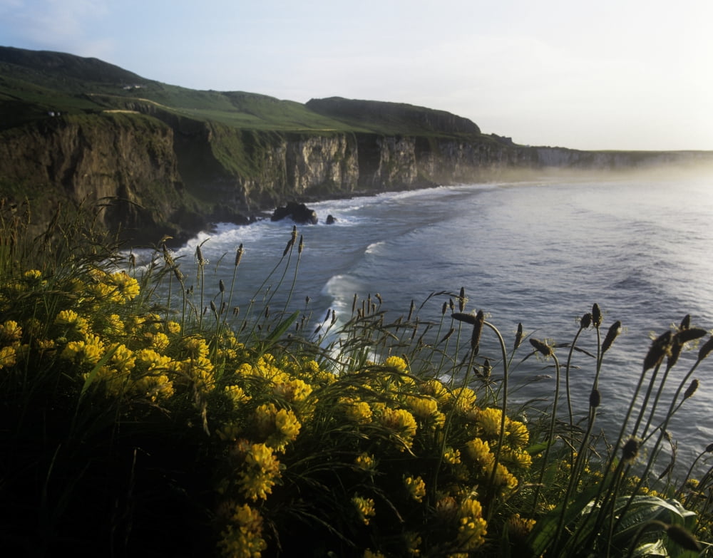 Wildflowers At The Coast County Antrim Northern Ireland Canvas Art - The Irish Image Collection Design Pics (15 x 12)