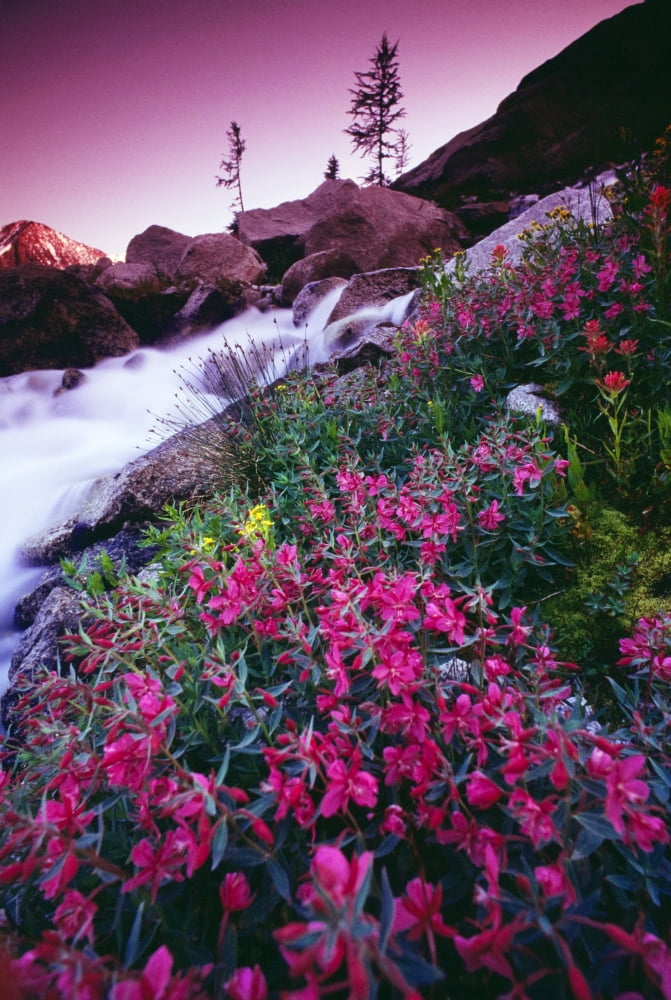 Wildflowers Bugaboo Provincial Park British Columbia Canada Canvas Art - Bilderbuch Design Pics (12 x 18)