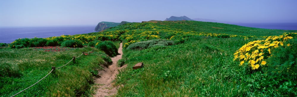 Wildflowers Channel Islands California Canvas Art - Panoramic Images (27 x 9)