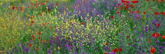 Wildflowers El Escorial Spain Canvas Art - Panoramic Images (36 x 12)