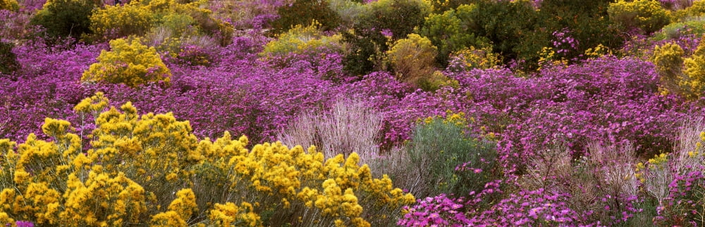 Wildflowers El Prado NM Canvas Art - Panoramic Images (27 x 9)