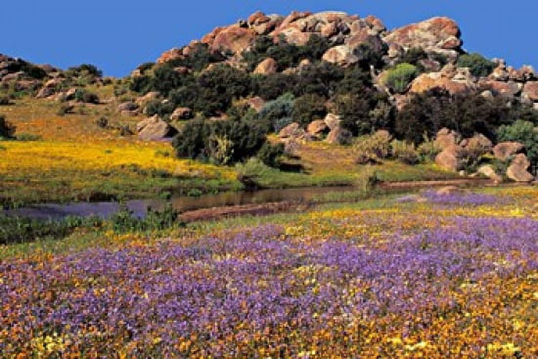 Wildflowers Flourish Namaqualand Northern Cape Province South Africa Canvas Art - Charles Crust DanitaDelimont (36 x 24)