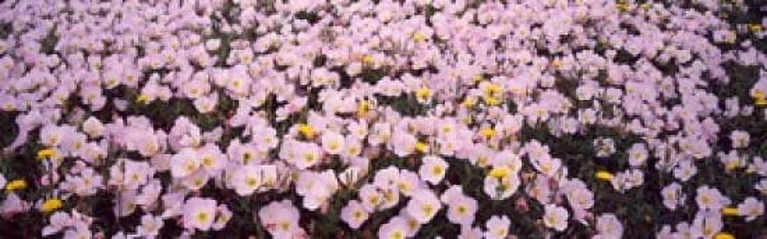 Wildflowers Galveston TX USA Canvas Art - Panoramic Images (36 x 12)