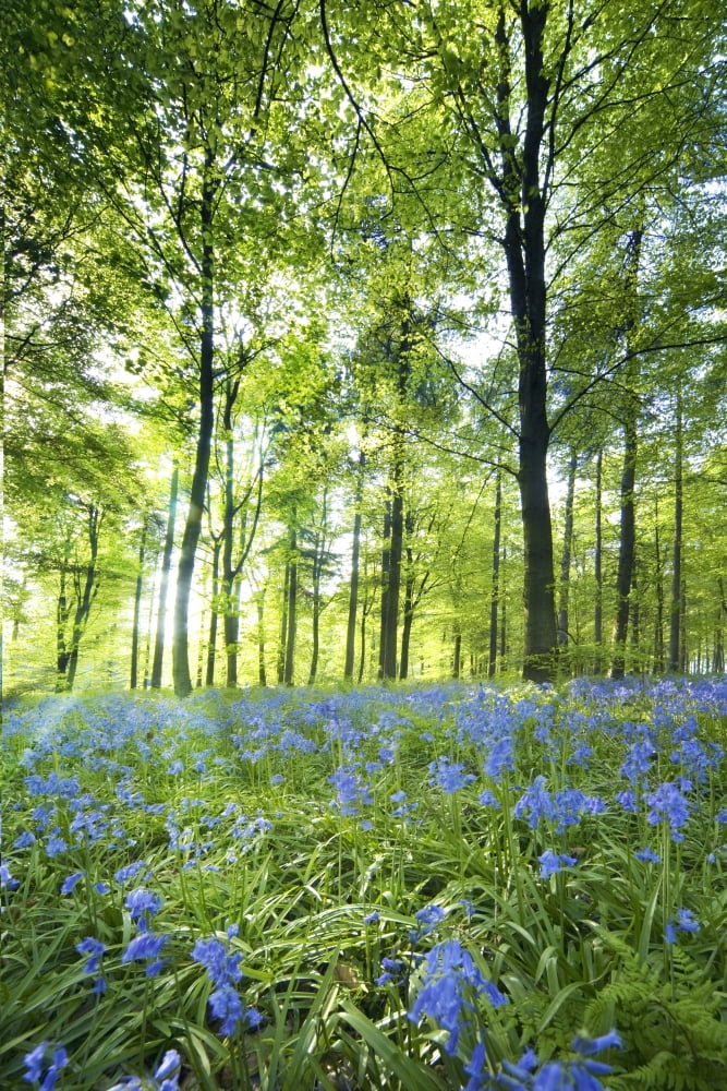 Wildflowers In A Forest Of Trees Yorkshire England Canvas Art - John Short Design Pics (12 x 18)