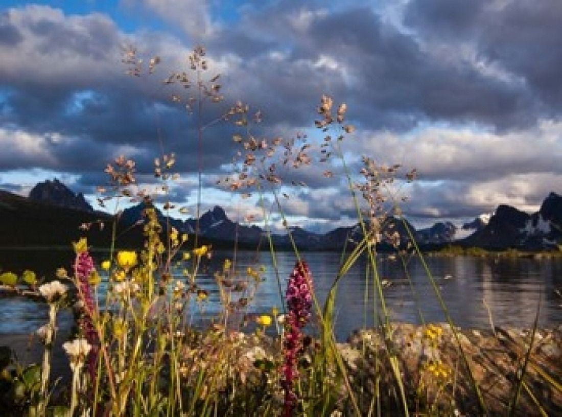 Wildflowers Jasper National Park Alberta Canada Canvas Art - Art Wolfe DanitaDelimont (36 x 24)