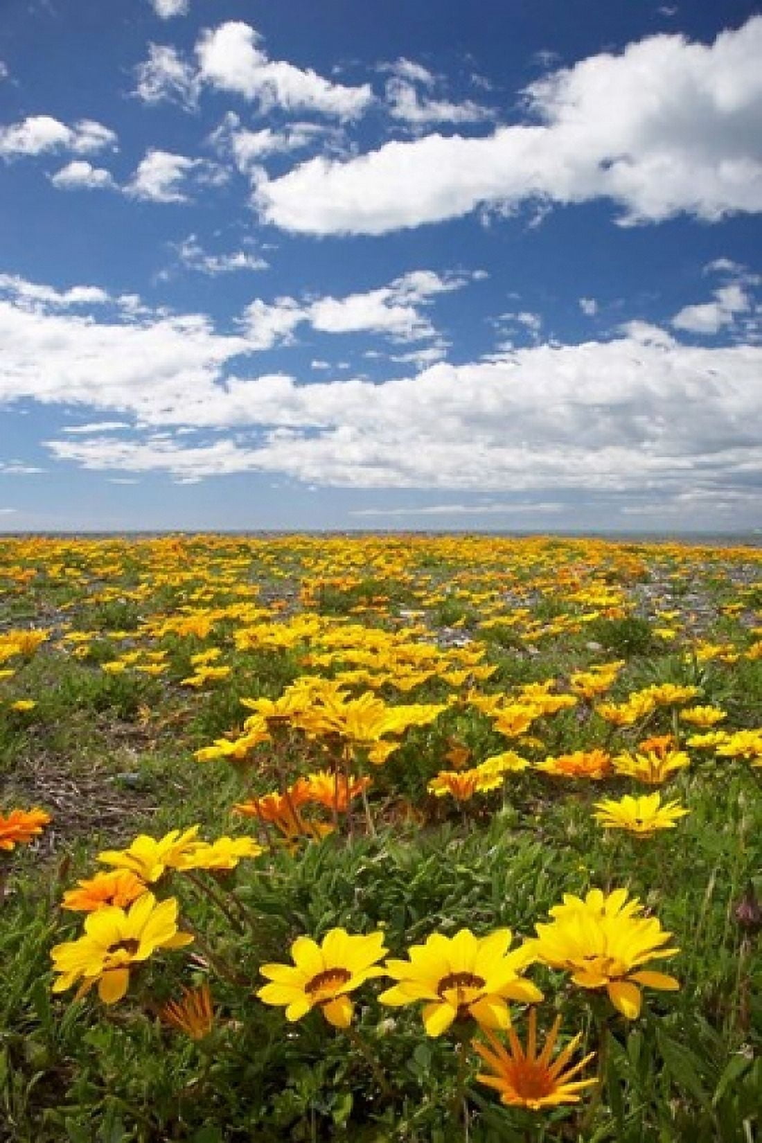 Wildflowers Marine Parade Napier Waterfront Hawkes Bay North Island New Zealand Canvas Art - David Wall DanitaDelimont (12 x 17)