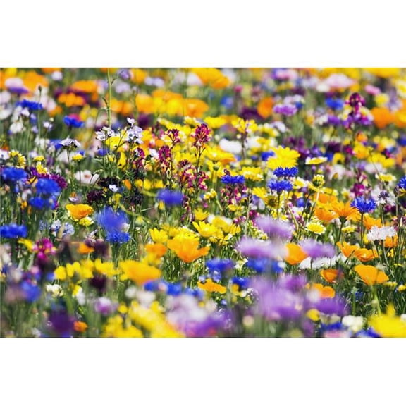 Wildflowers  Mount Hood  Oregon  Usa Poster Print