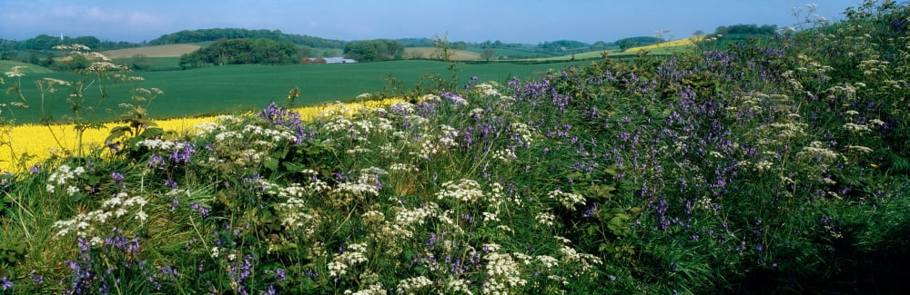 Wildflowers Near Seaforde Co Down Ireland Canvas Art - The Irish Image Collection Design Pics (37 x 12)