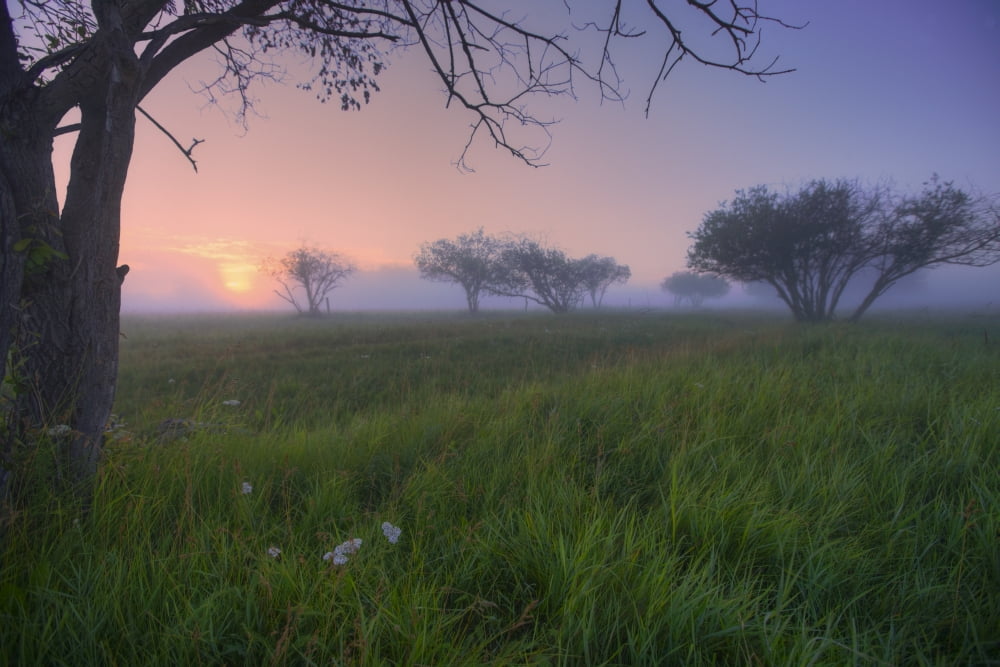 Wildflowers On A Foggy Pasture In Central Alberta Canvas Art - Dan Jurak Design Pics (17 x 11)