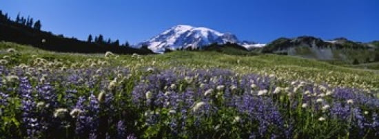 Wildflowers On A Landscape Mt Rainier National Park Washington State USA Canvas Art - Panoramic Images (36 x 13)