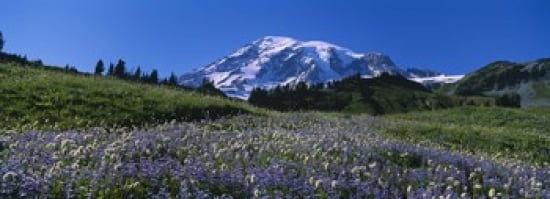 Wildflowers On A Landscape Mt Rainier National Park Washington State USA Canvas Art - Panoramic Images (36 x 13)