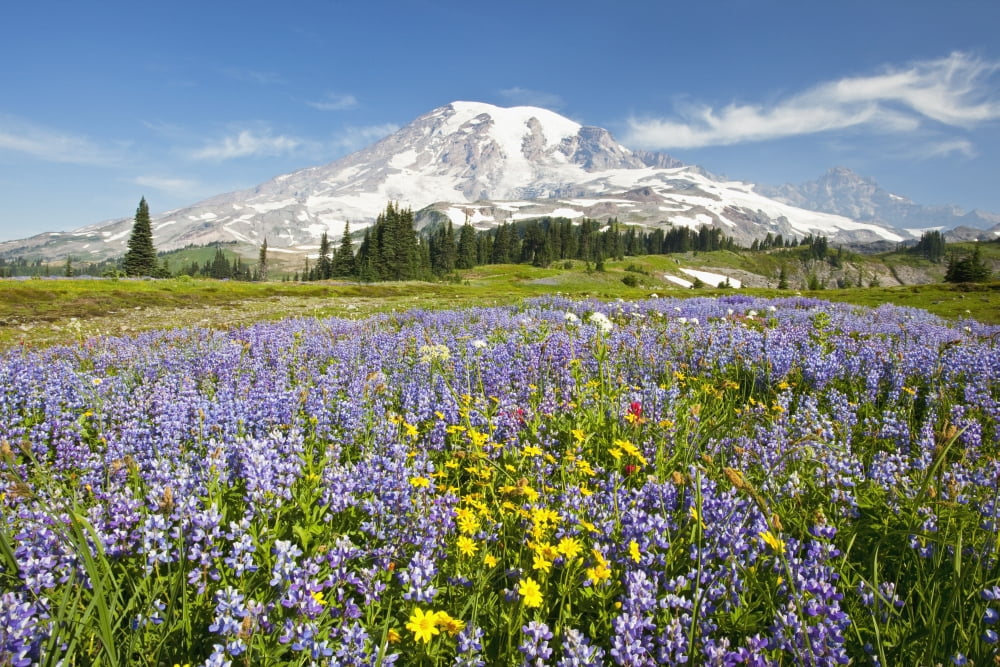 Wildflowers In Paradise Park With Mount Rainier In The Background Mount Rainier National Park WashingtonUsa Canvas Art - Craig Tuttle Design Pics (19 x 12)